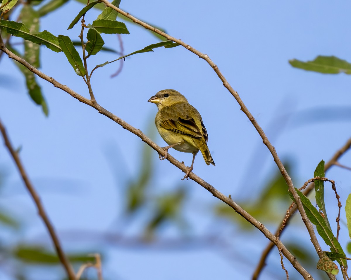 Orange-fronted Yellow-Finch - ML623108489