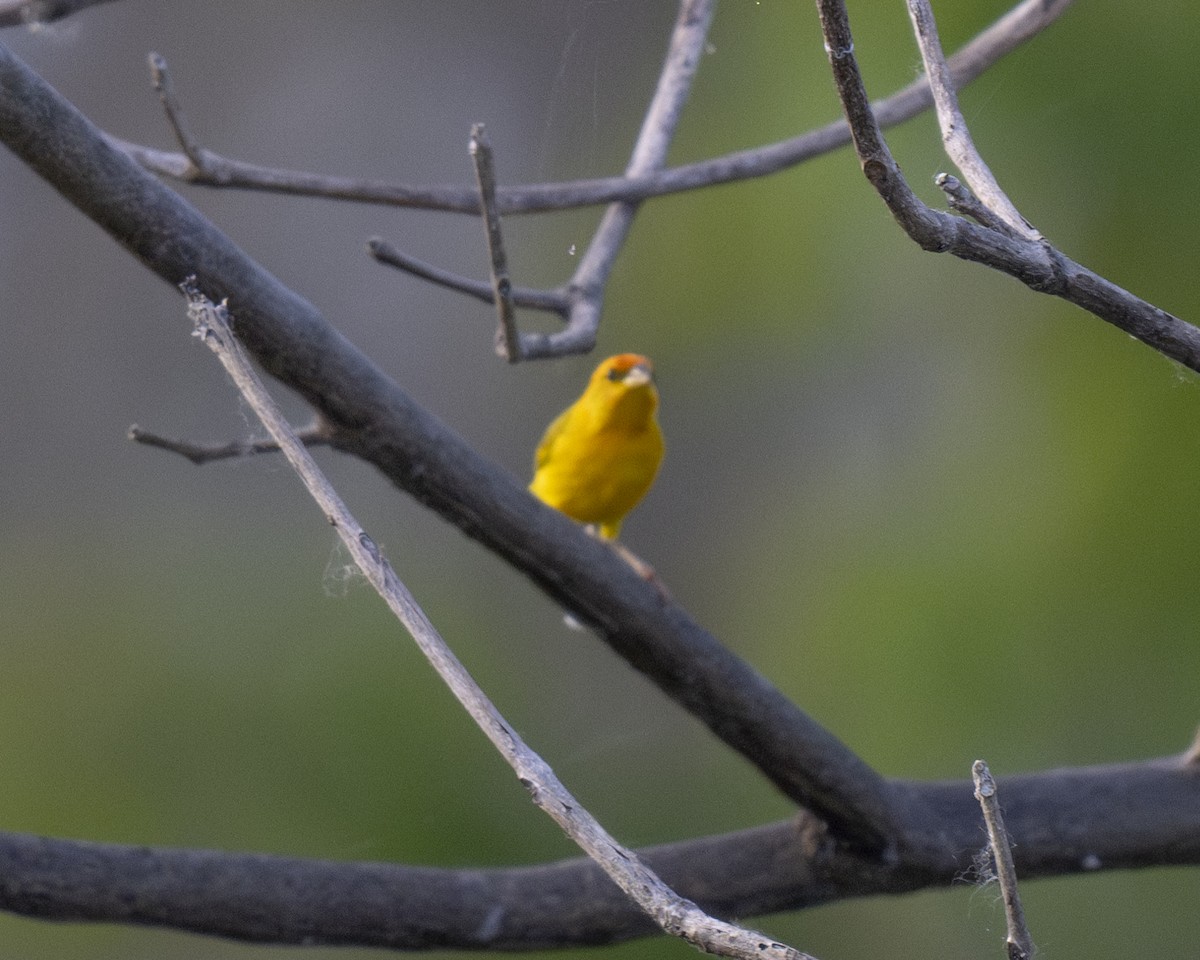 Orange-fronted Yellow-Finch - ML623108490