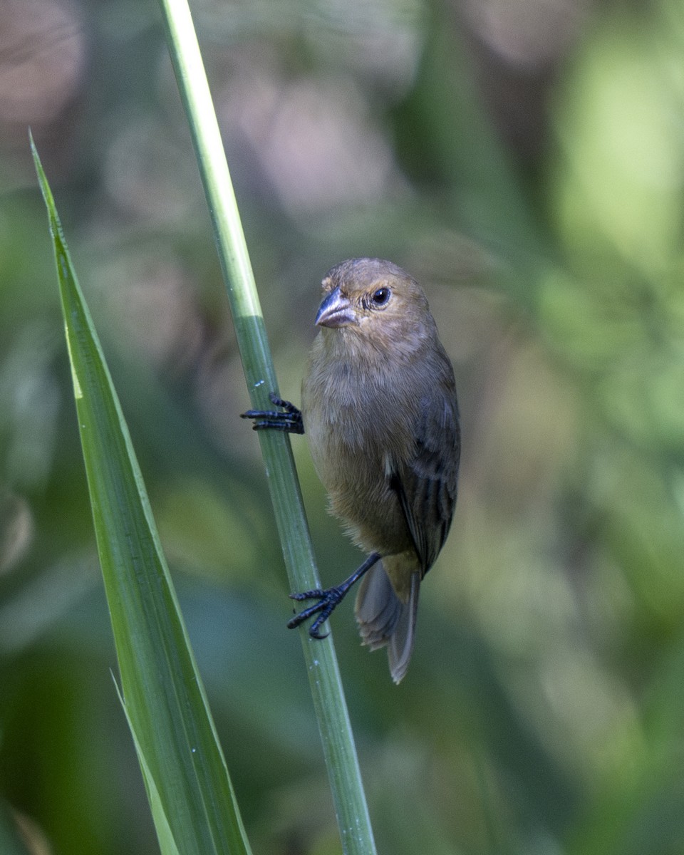 Wing-barred Seedeater (Wing-barred) - ML623108494