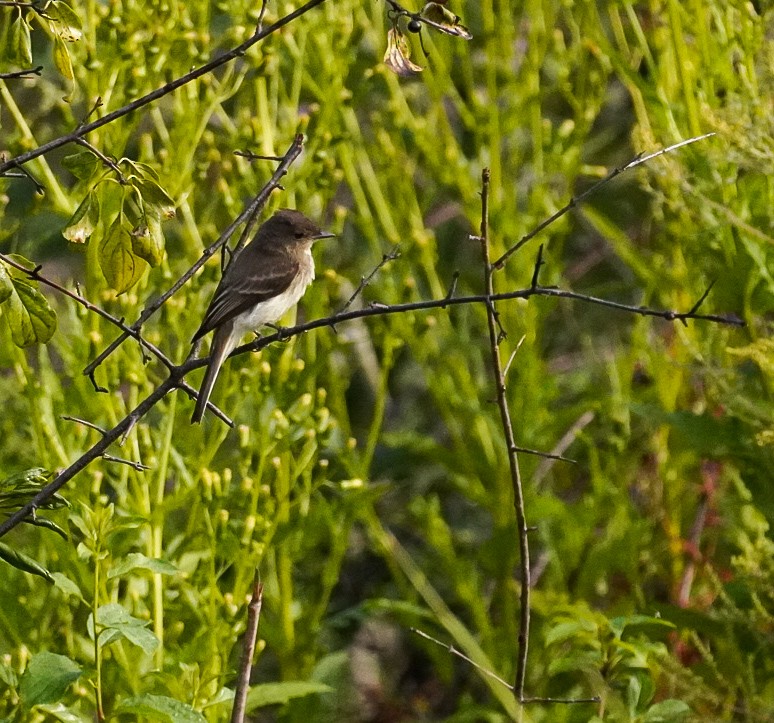 Eastern Phoebe - m freer