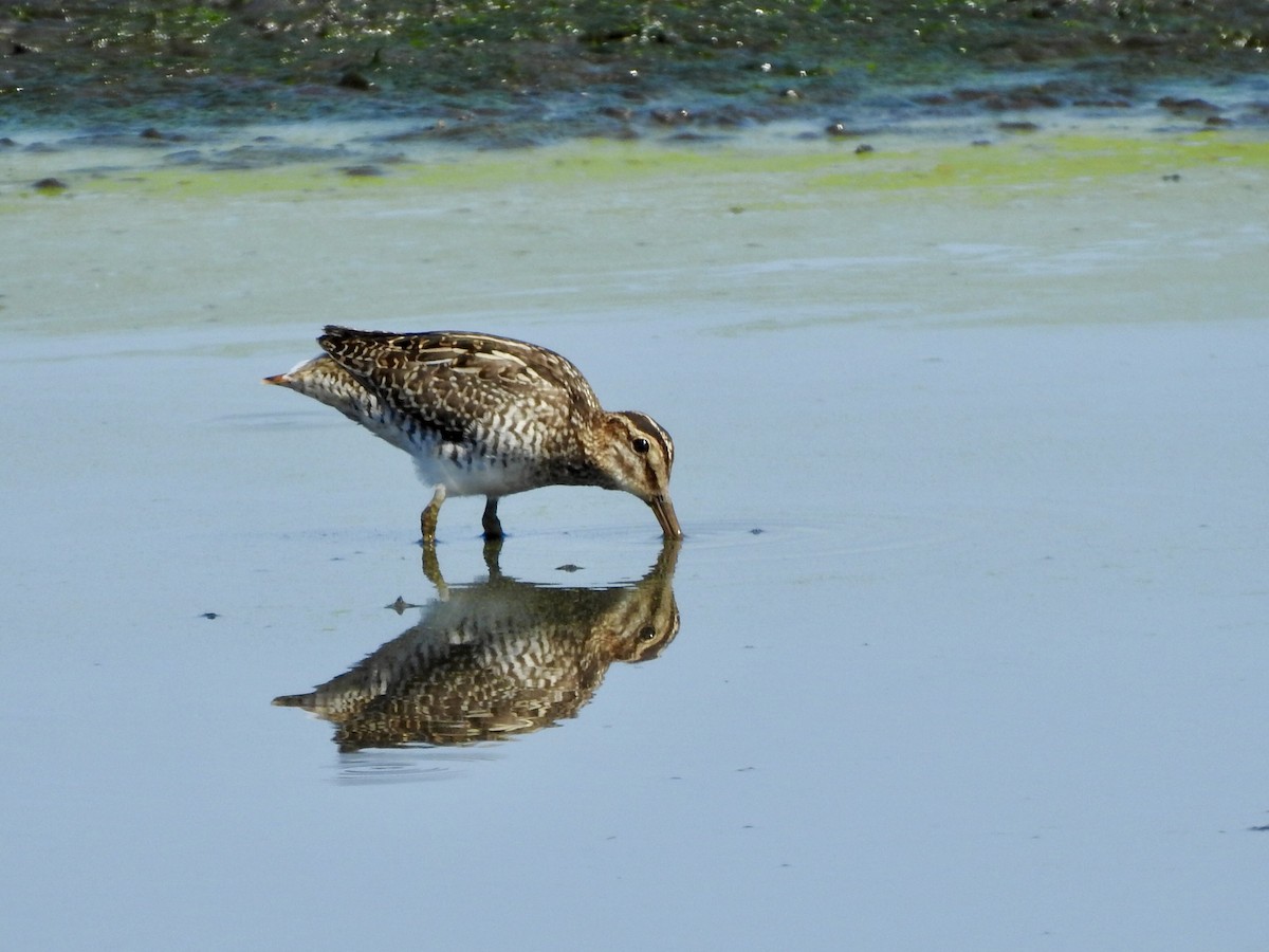 Pantanal Snipe - ML623108514