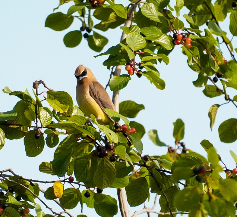 Cedar Waxwing - ML623108522