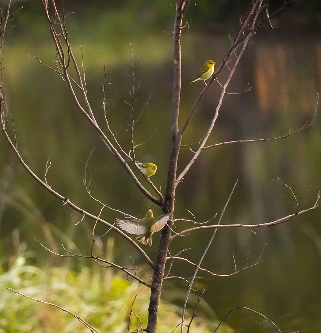 Tennessee Warbler - ML623108532