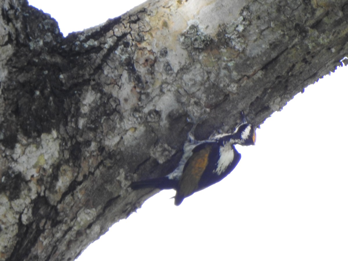 White-naped Woodpecker - ML623108563