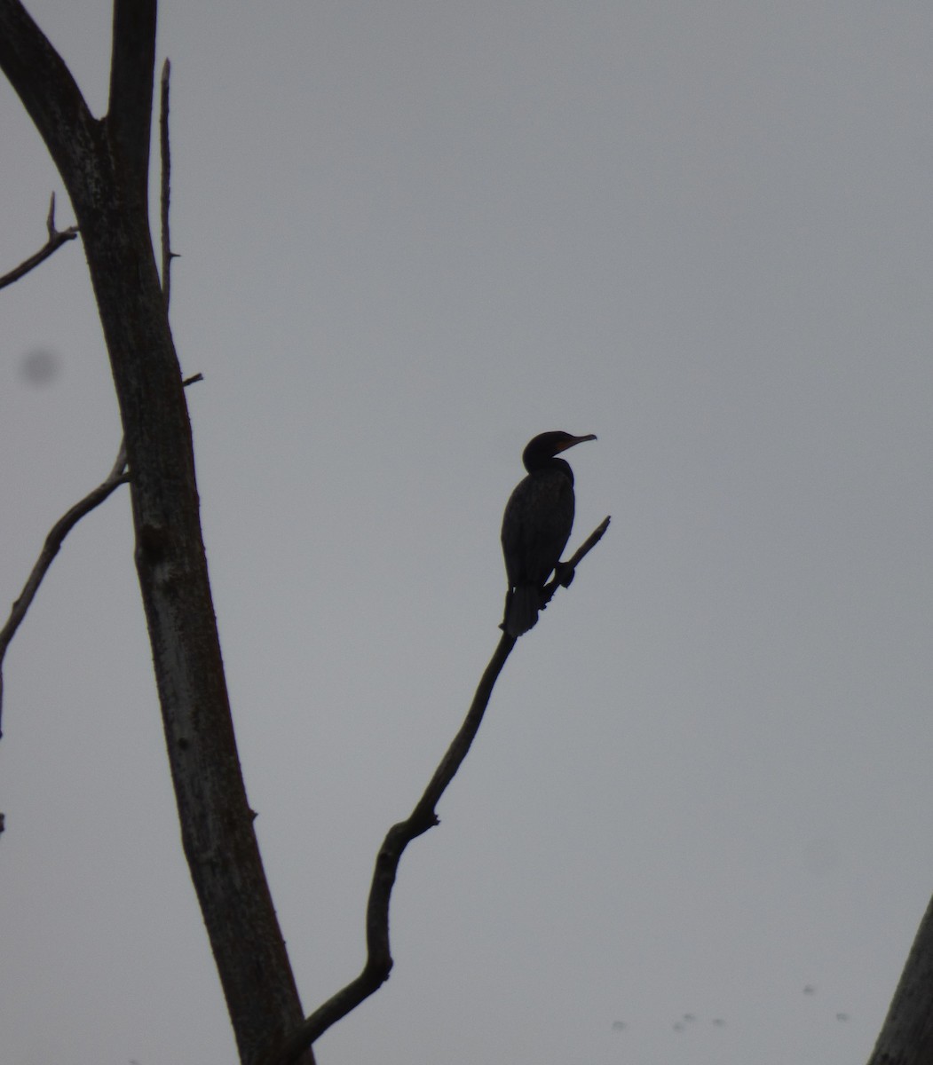 Double-crested Cormorant - ML623108569