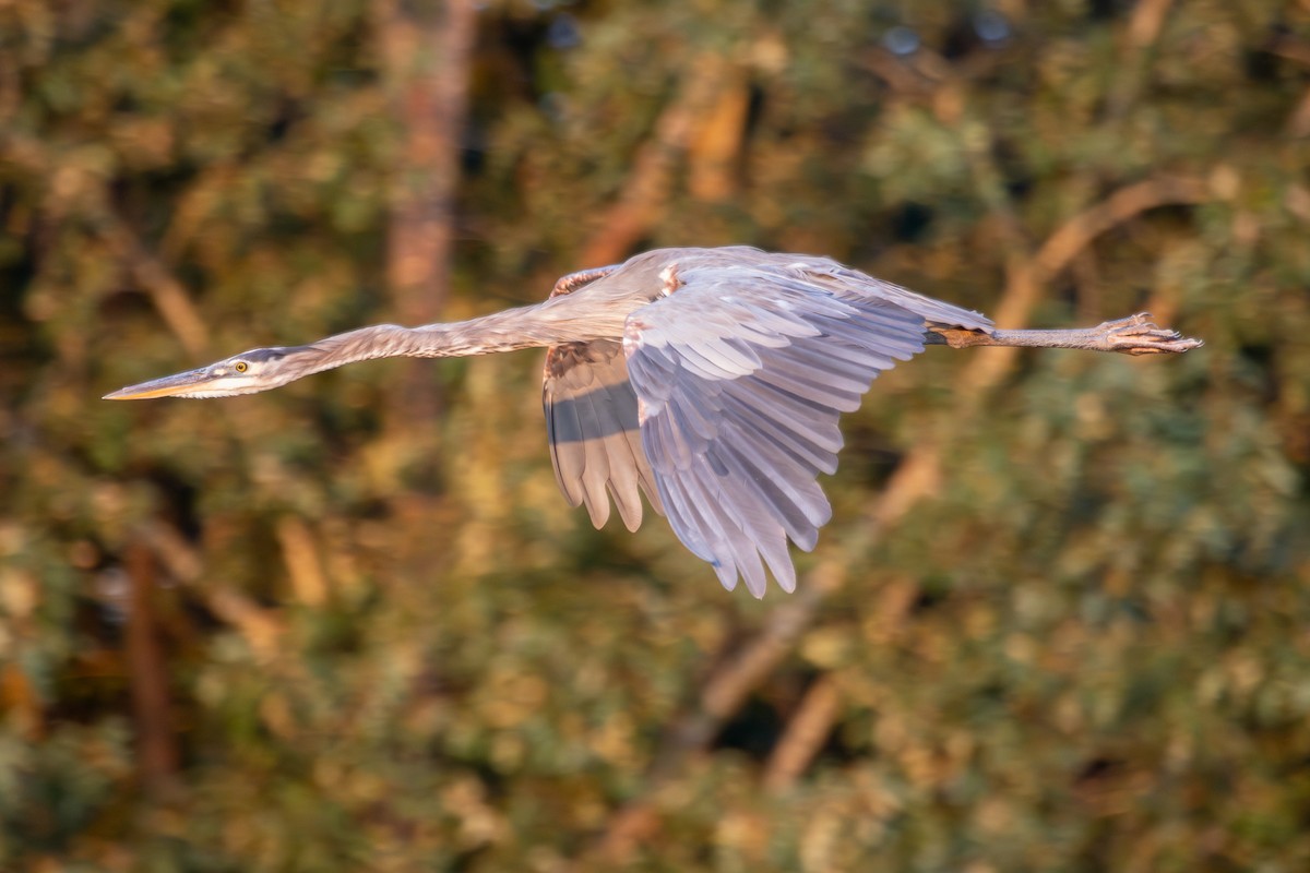 Great Blue Heron - ML623108594