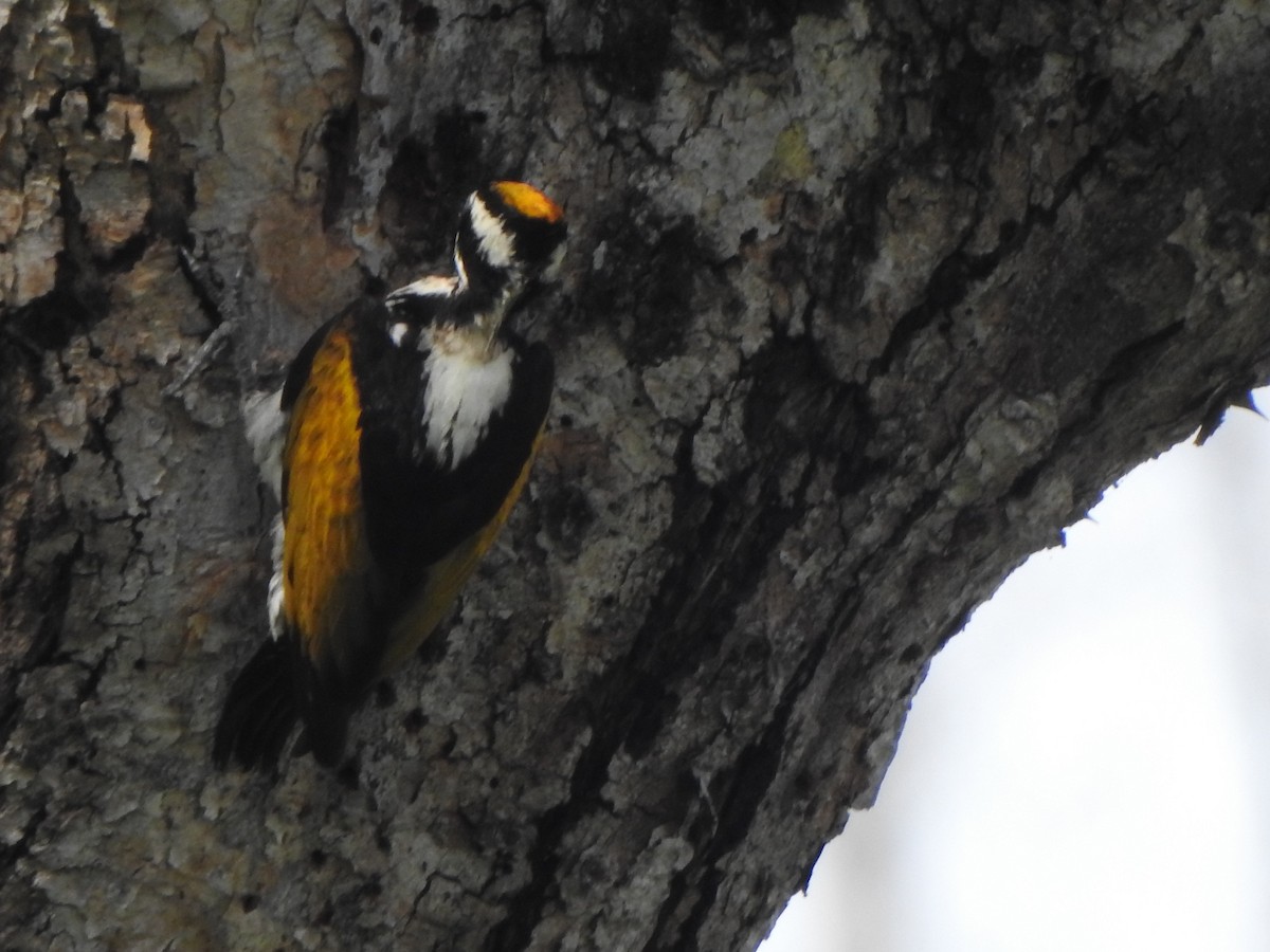 White-naped Woodpecker - ML623108663