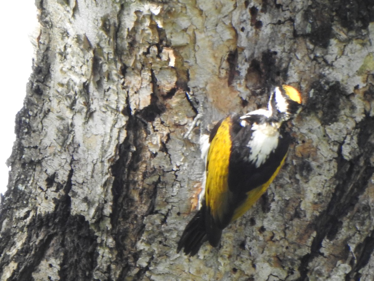 White-naped Woodpecker - ML623108714