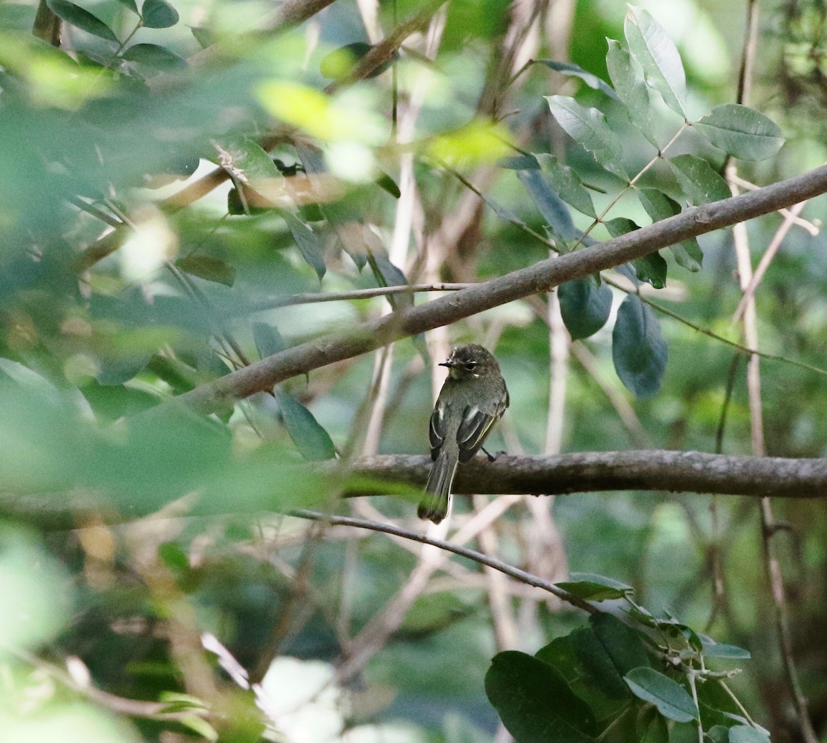 Greenish Elaenia (Greenish) - ML623108715