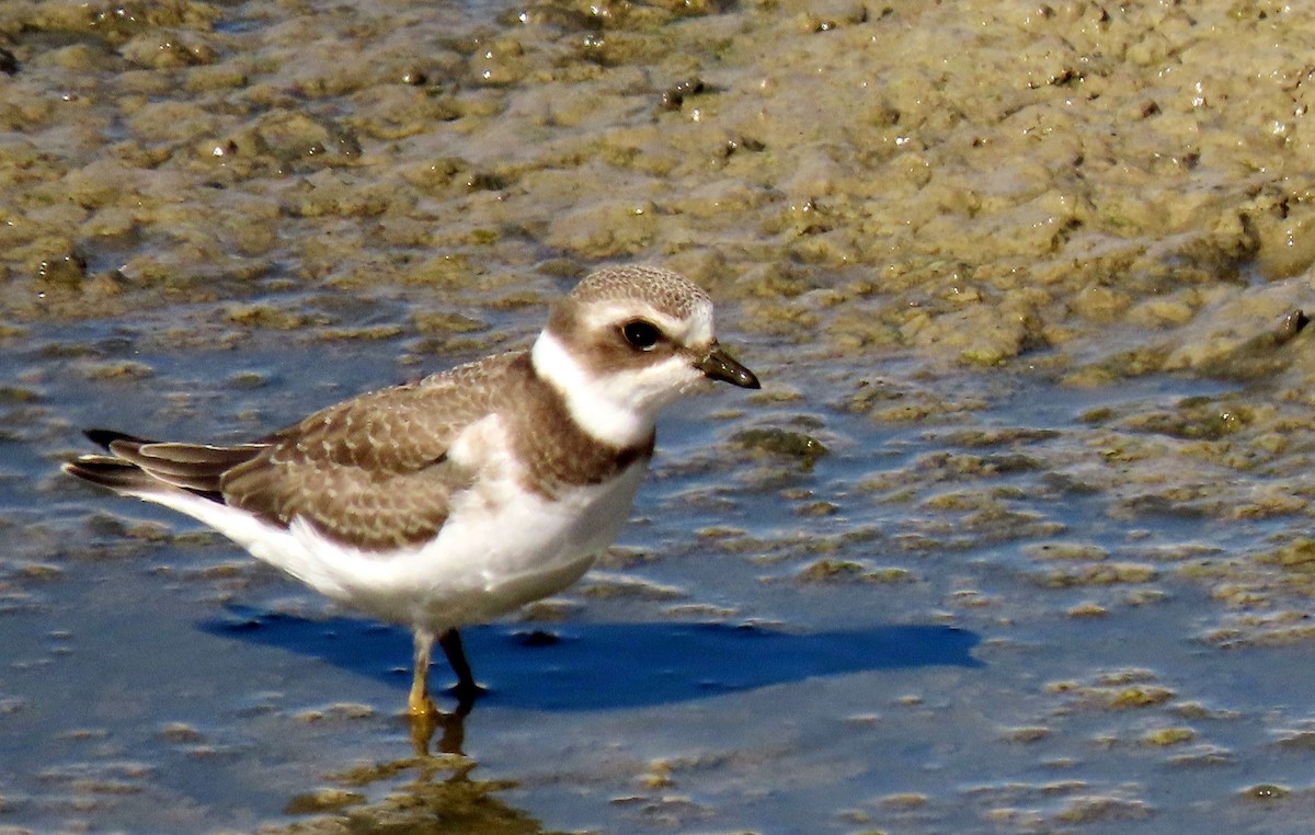 Semipalmated Plover - ML623108717