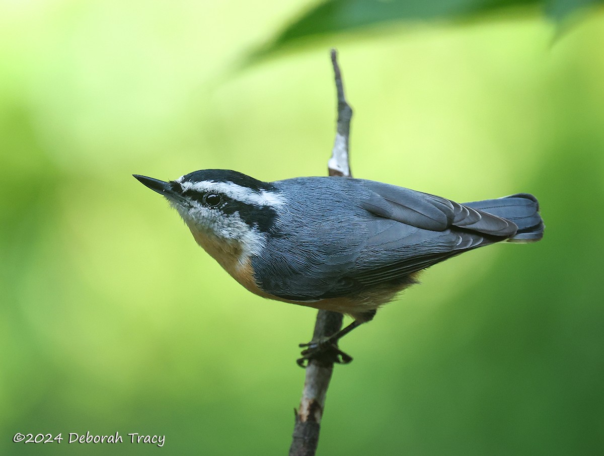 Red-breasted Nuthatch - ML623108759