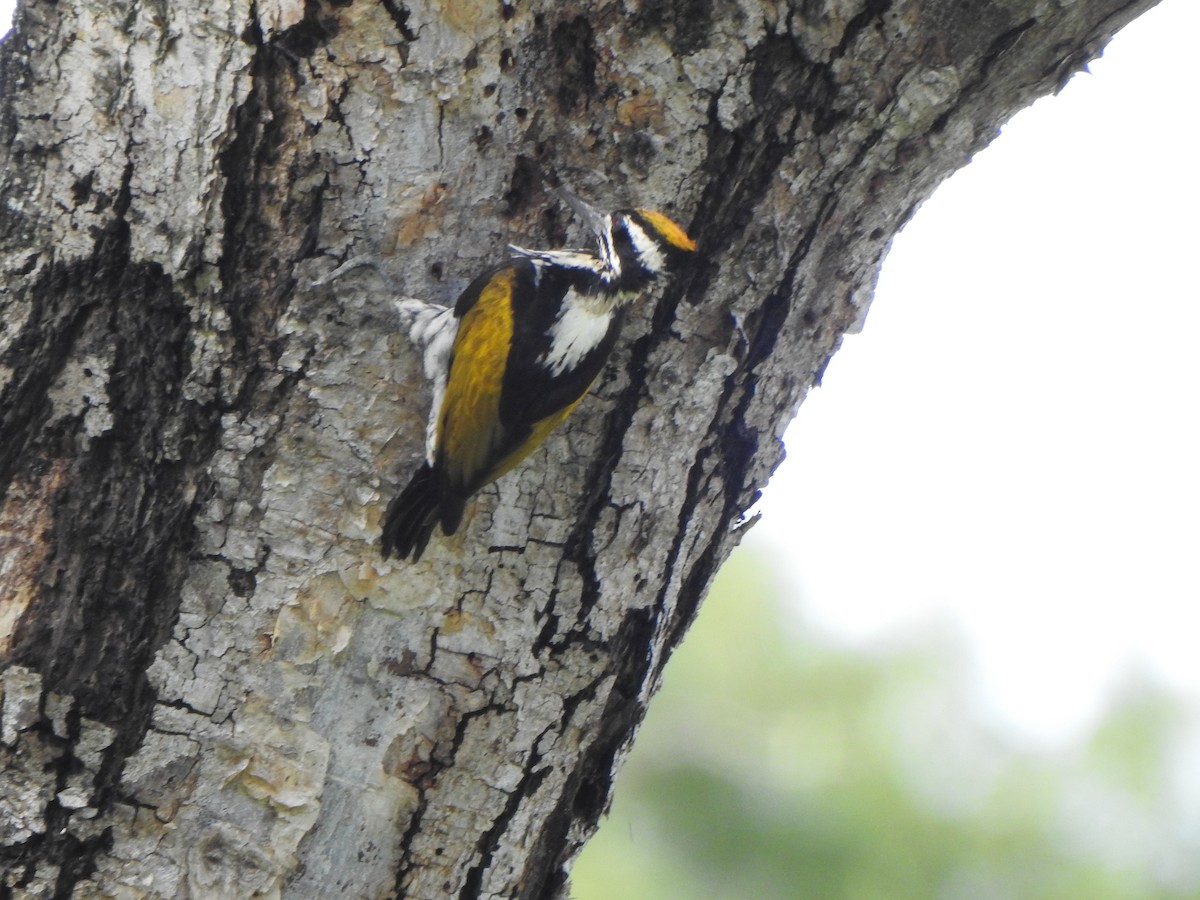 White-naped Woodpecker - ML623108783