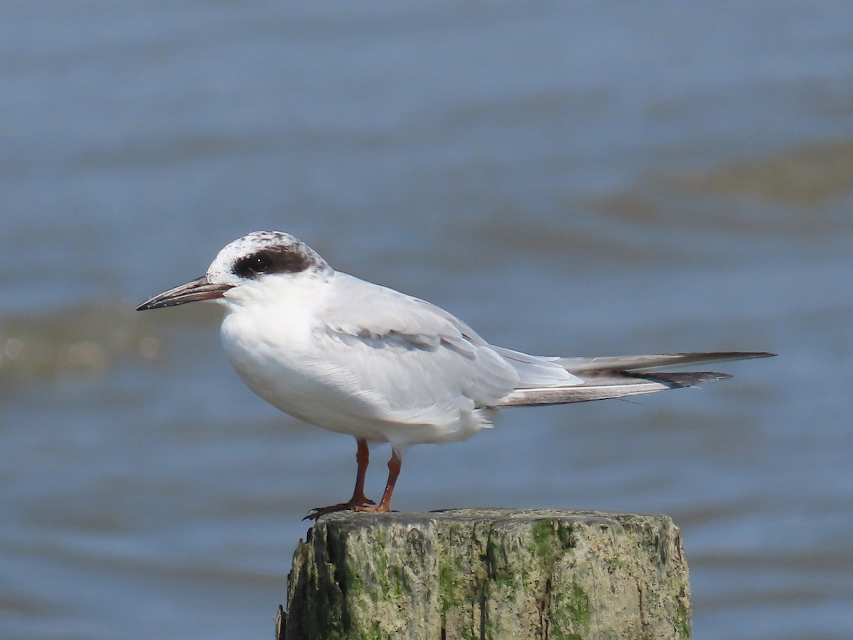 Forster's Tern - ML623108830