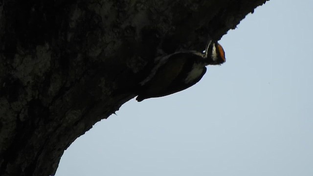 White-naped Woodpecker - ML623108832