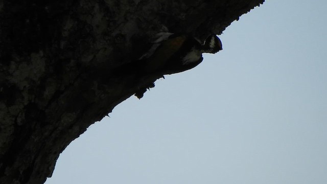 White-naped Woodpecker - ML623108833