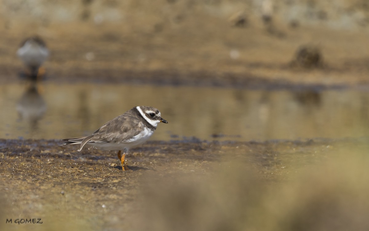 Common Ringed Plover - ML623108841