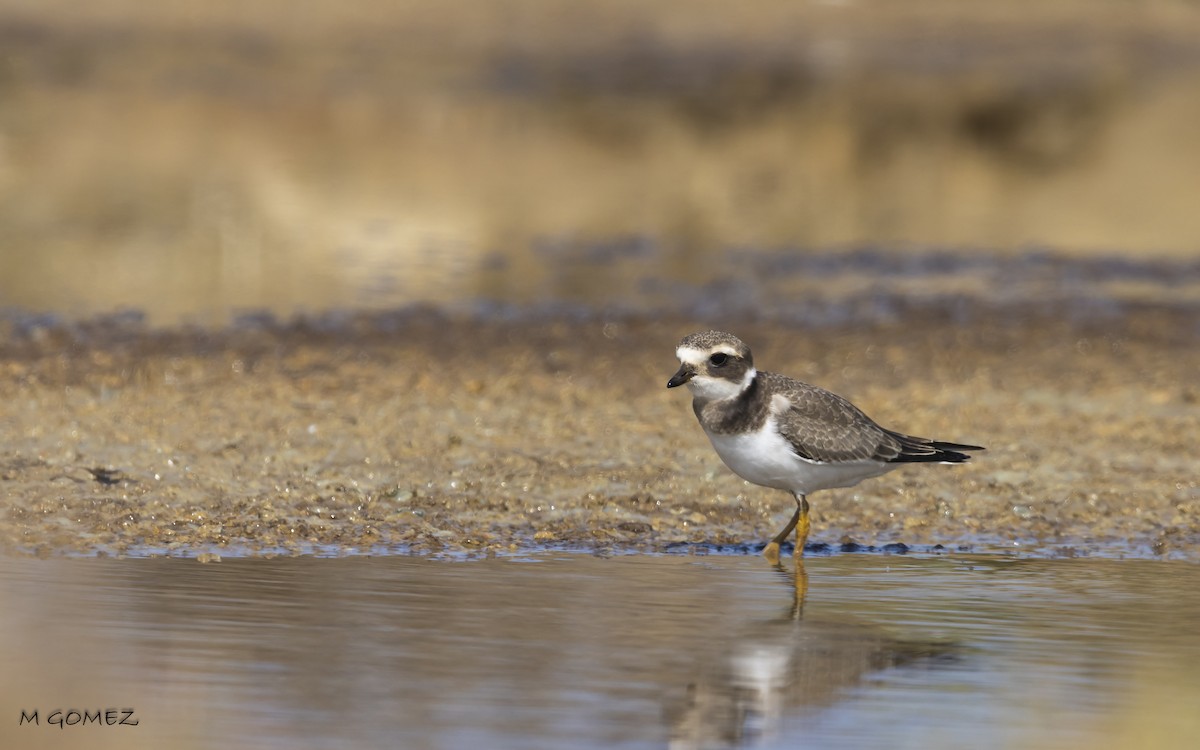 Common Ringed Plover - ML623108842