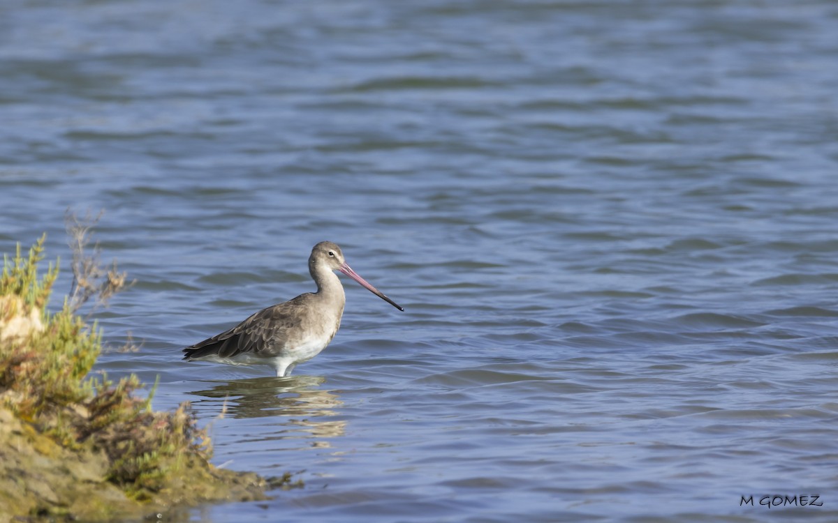 Bar-tailed Godwit (European) - ML623108847