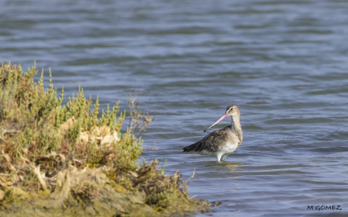 Bar-tailed Godwit (European) - ML623108848