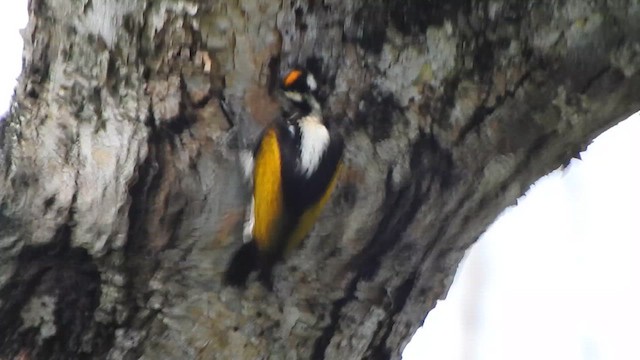 White-naped Woodpecker - ML623108864