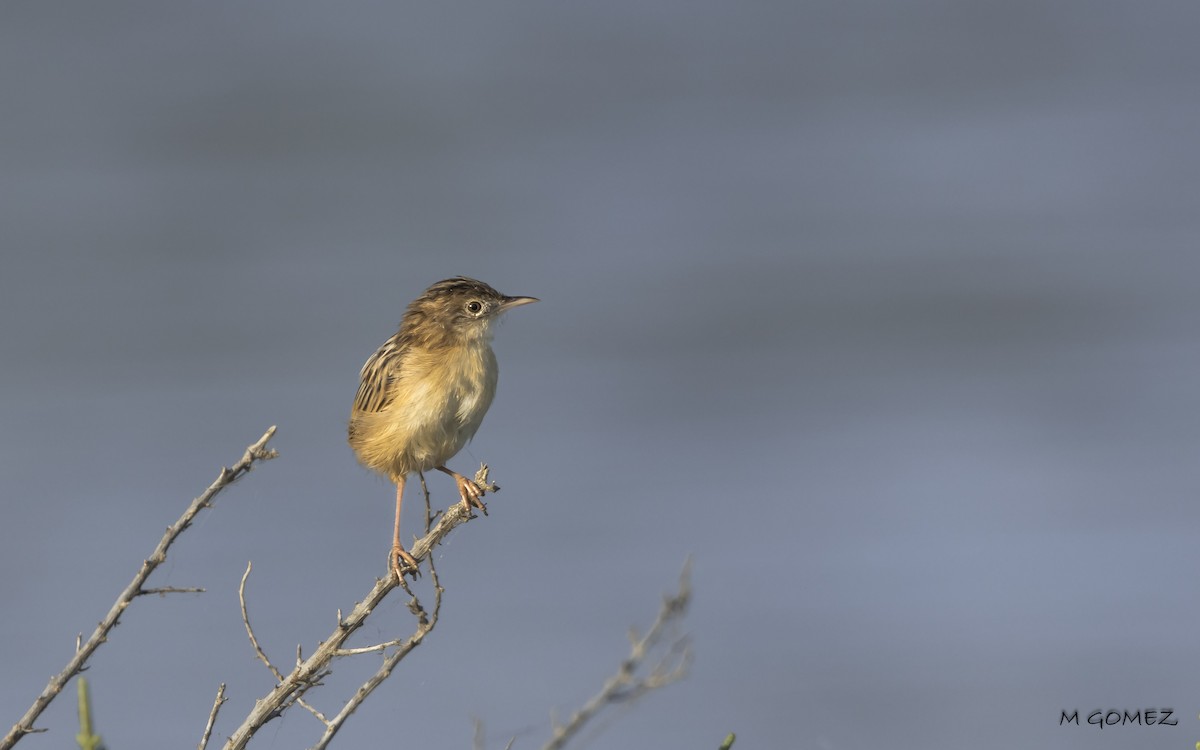 Zitting Cisticola - ML623108865