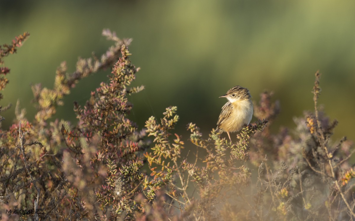 Zitting Cisticola - ML623108866