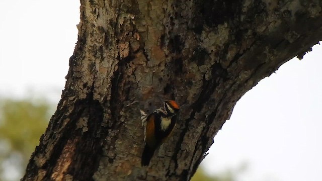 White-naped Woodpecker - ML623108867