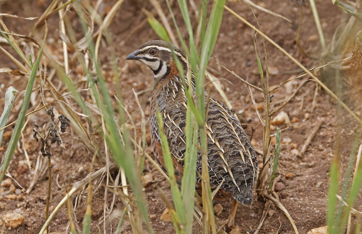 Harlequin Quail - ML623108878