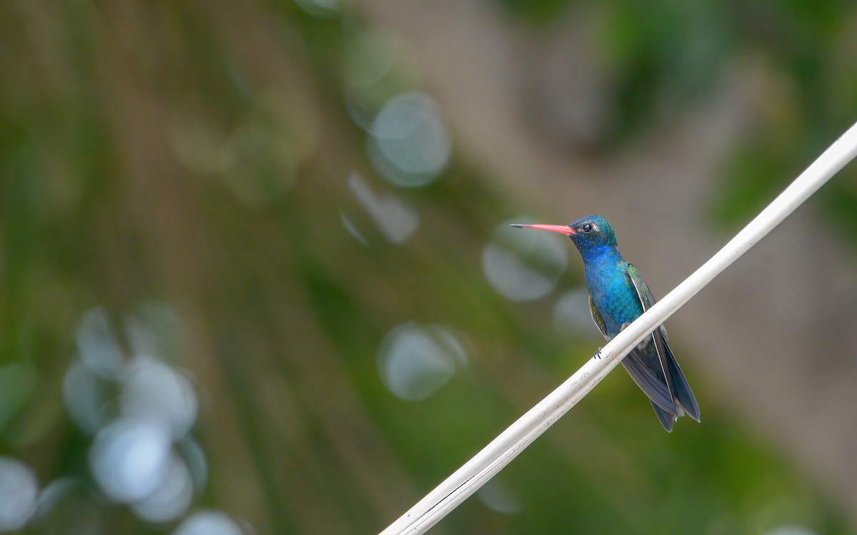 Blaugesichtkolibri - ML623108999