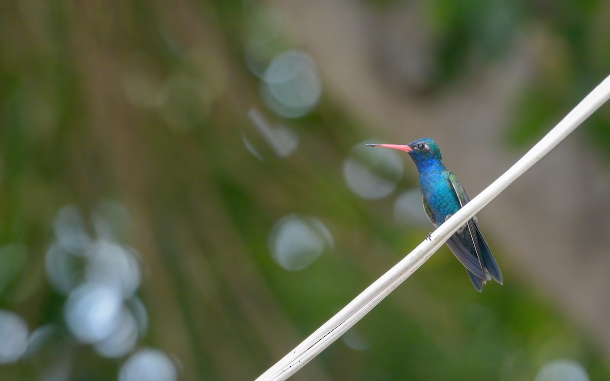Blaugesichtkolibri - ML623109000