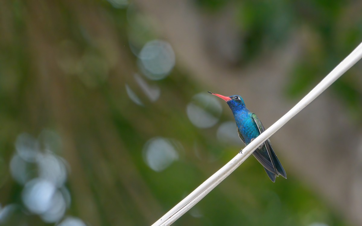 Blaugesichtkolibri - ML623109001