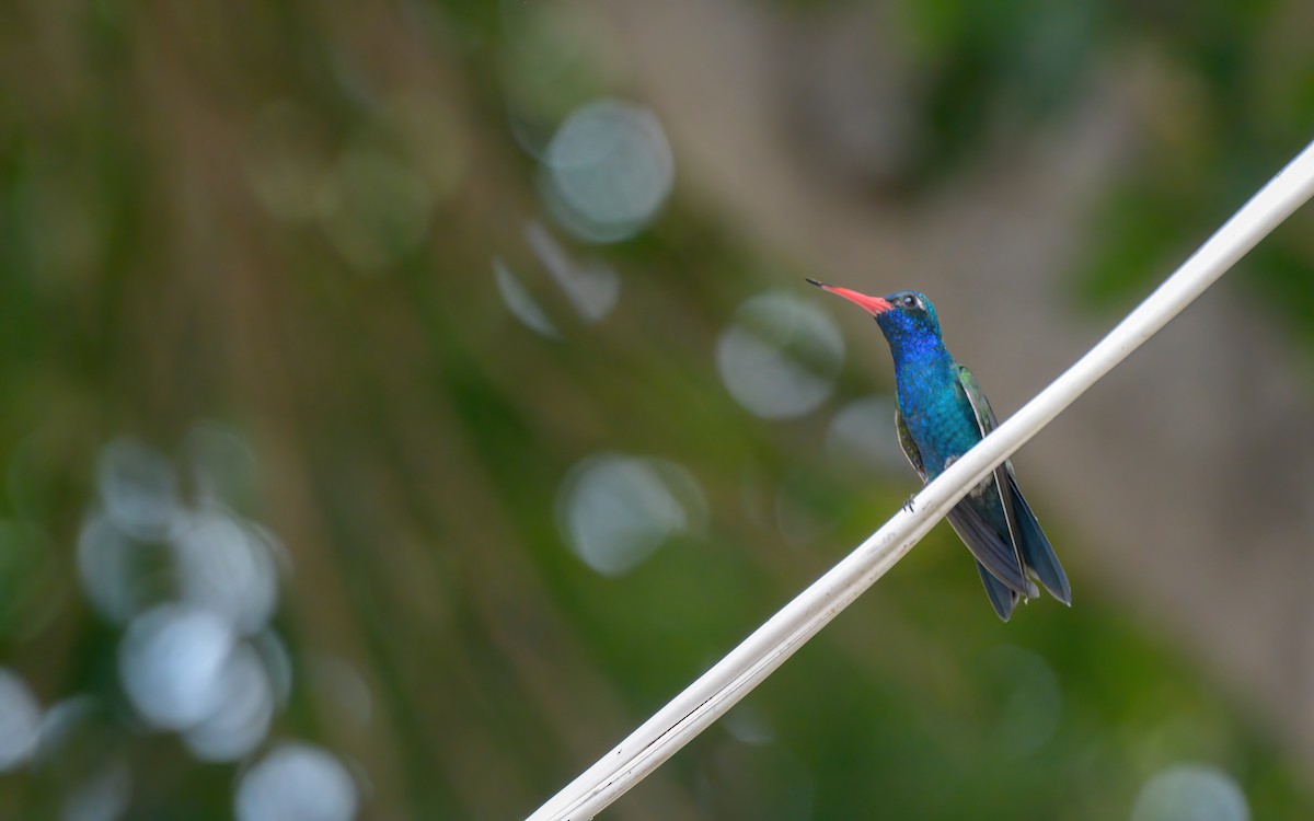 Turquoise-crowned Hummingbird - Luis Trinchan