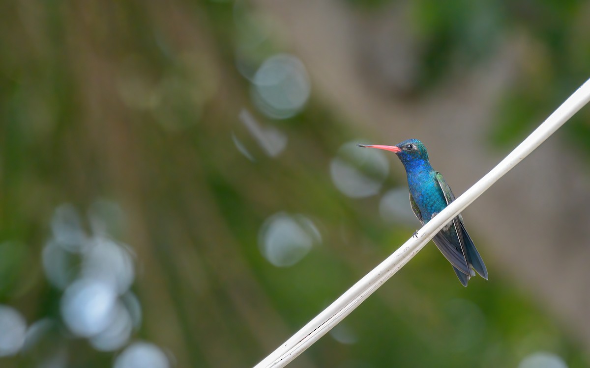 Blaugesichtkolibri - ML623109004