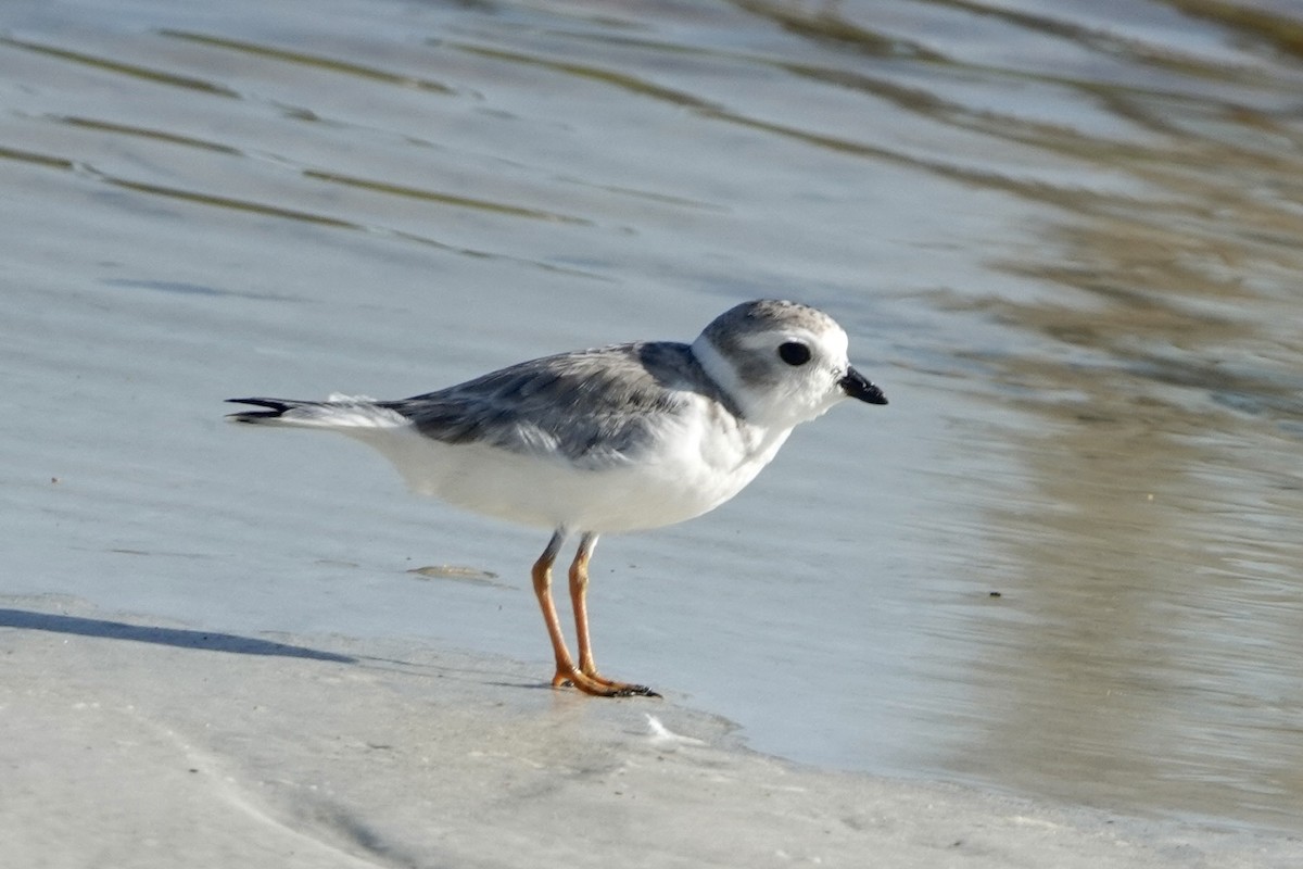 Piping Plover - ML623109018