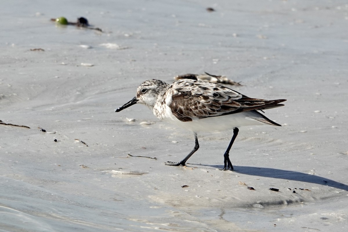 Sanderling - ML623109023