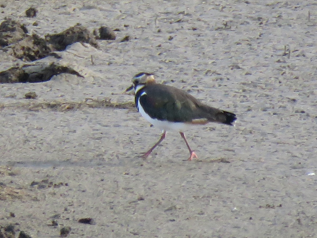 Northern Lapwing - Brad Dowd