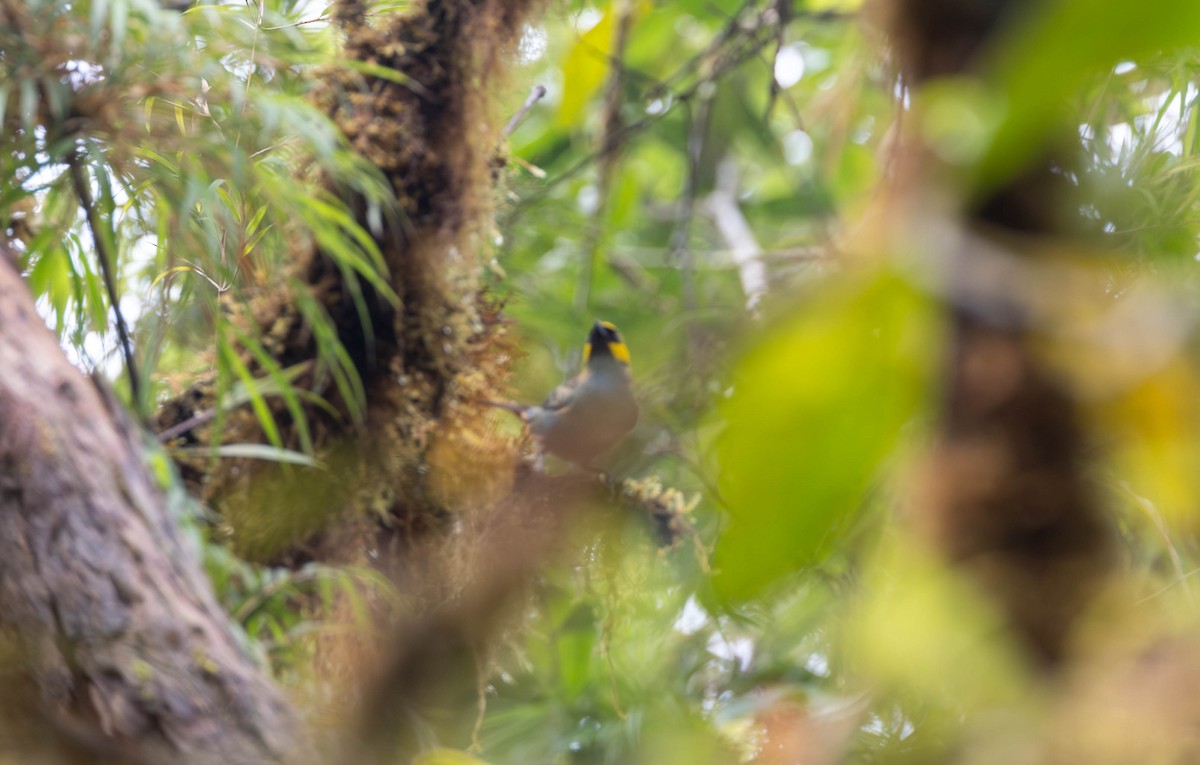 Saffron-crowned Tanager - ML623109107