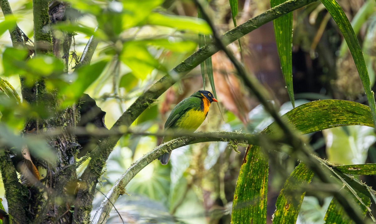 Orange-breasted Fruiteater - ML623109112