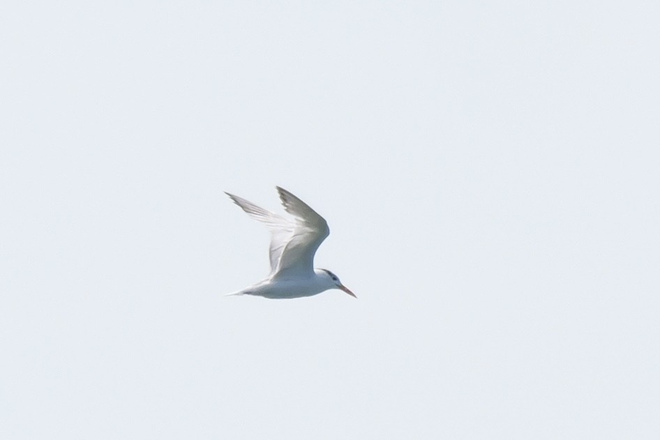 Royal Tern - ML623109123