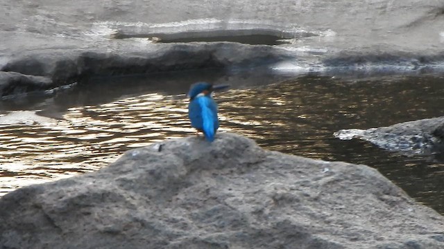 Common Kingfisher - ML623109143