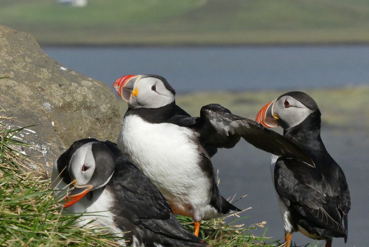 Atlantic Puffin - Carina Sa