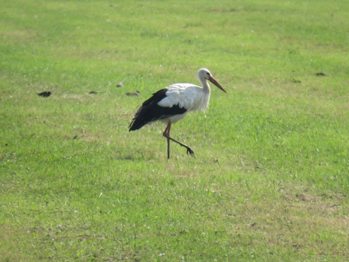 White Stork - ML623109260