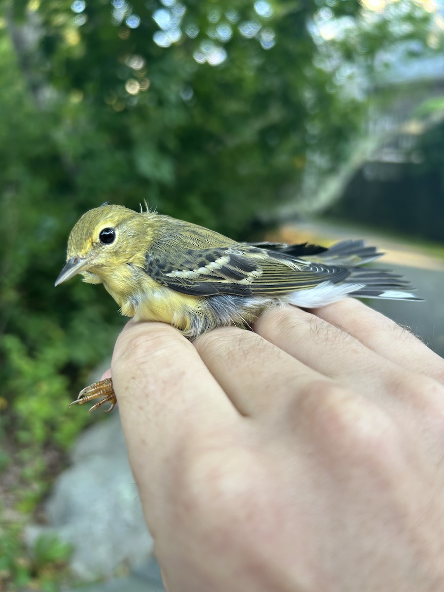 Blackpoll Warbler - ML623109312