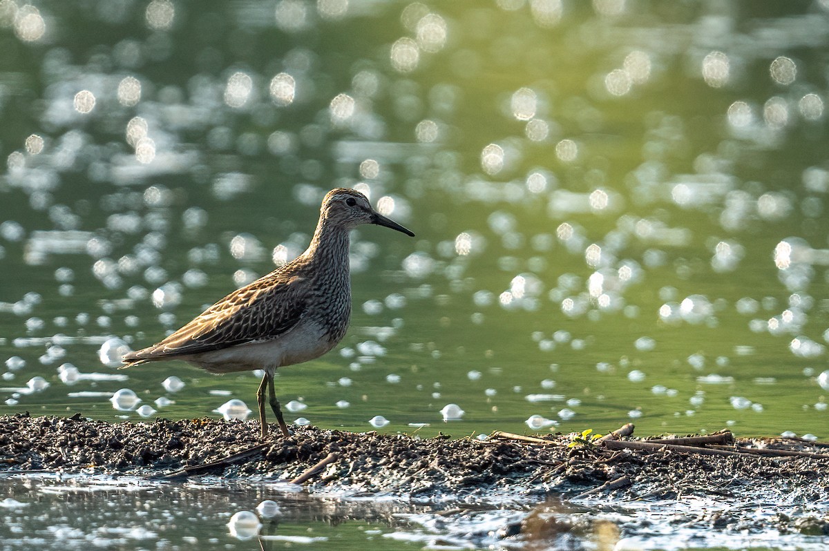 Pectoral Sandpiper - Garland Kitts