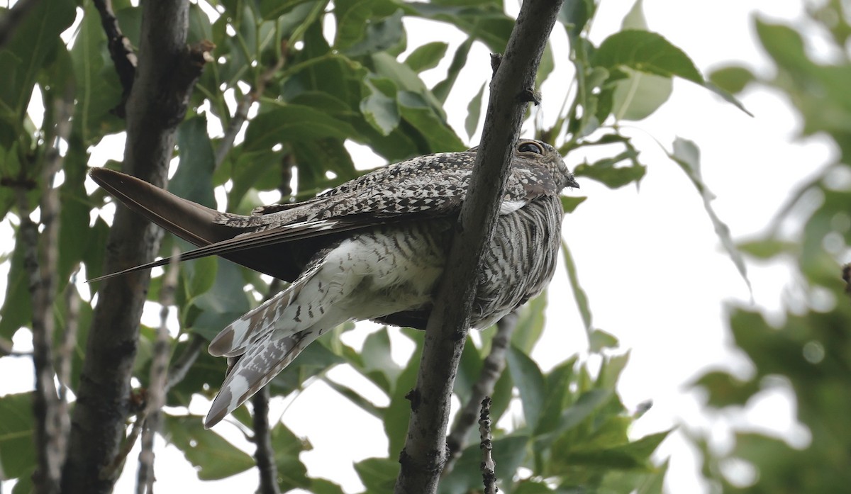 Common Nighthawk - ML623109397