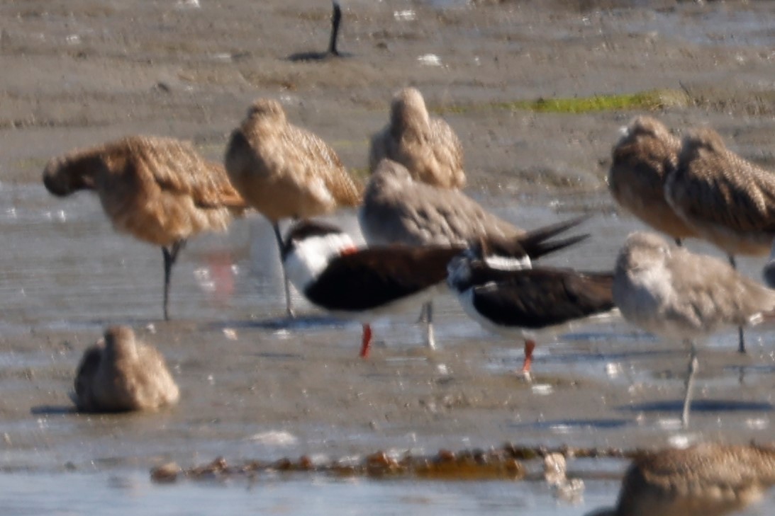 Водоріз американський (підвид niger) - ML623109415