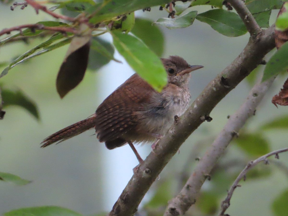 Northern House Wren - ML623109423