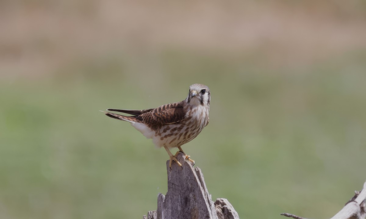 American Kestrel - ML623109441