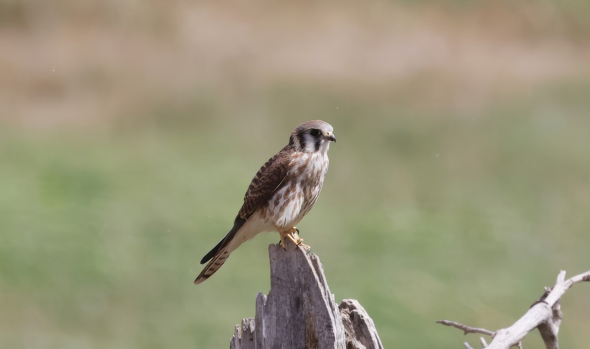 American Kestrel - ML623109442