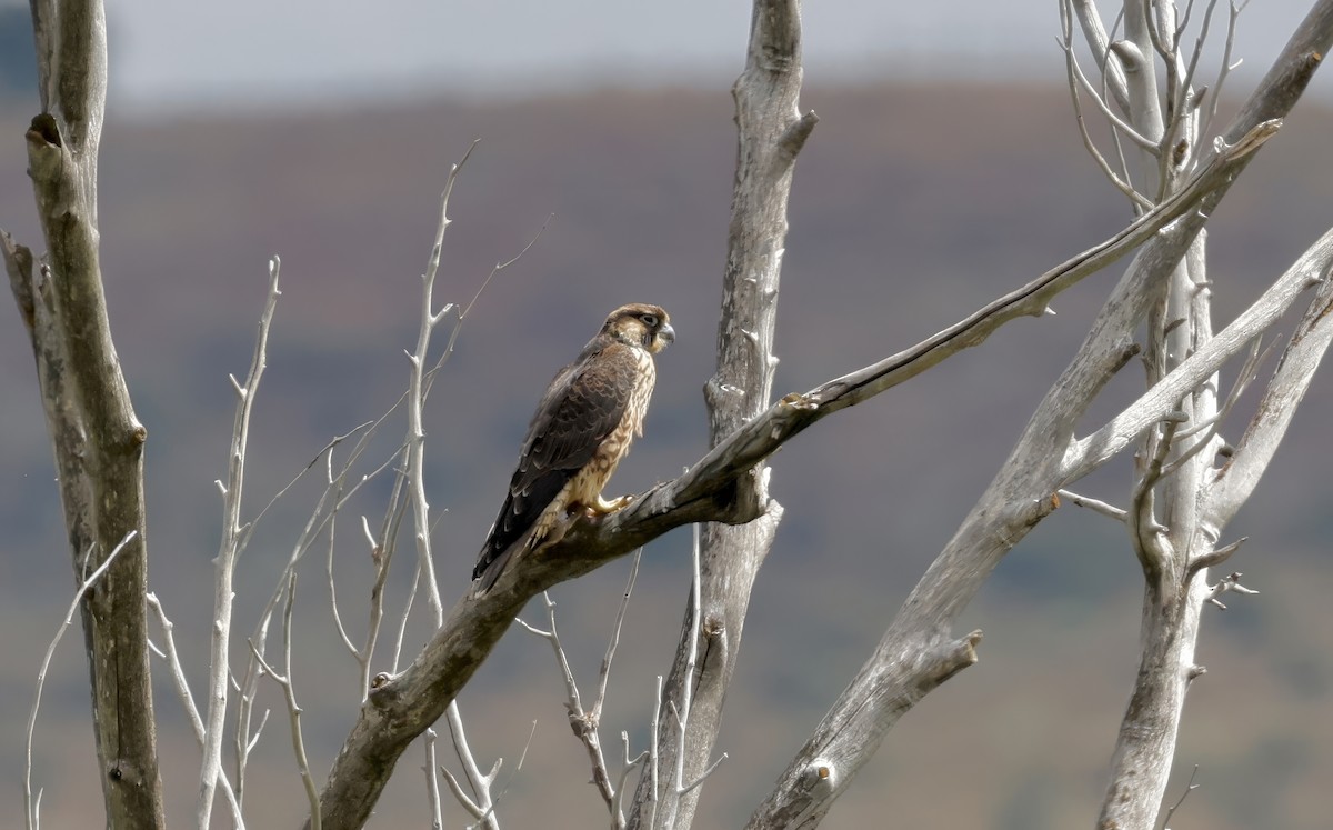 Peregrine Falcon - ML623109447